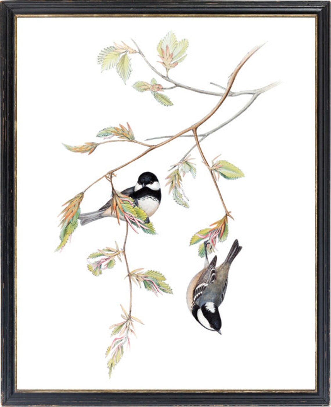 Bird and Botanical Coal Tit Vintage Illustration Art Print - Image 3