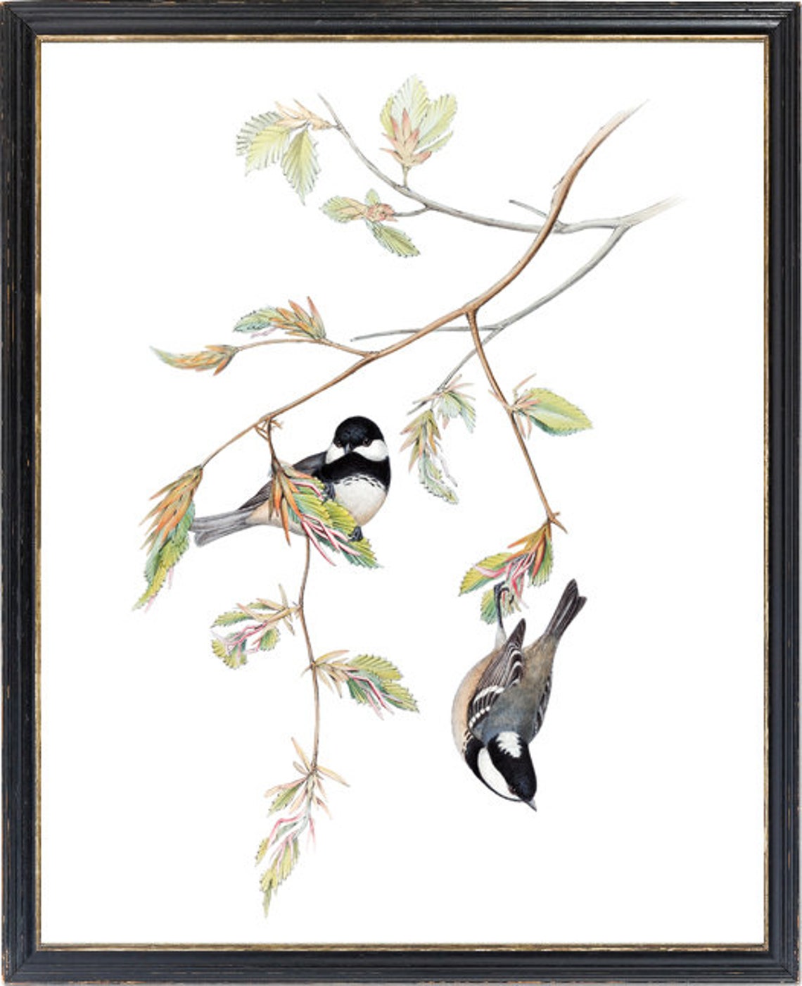 Black Capped Chickadee Pair on Leafy Branch Vintage Illustration Print - Image 3
