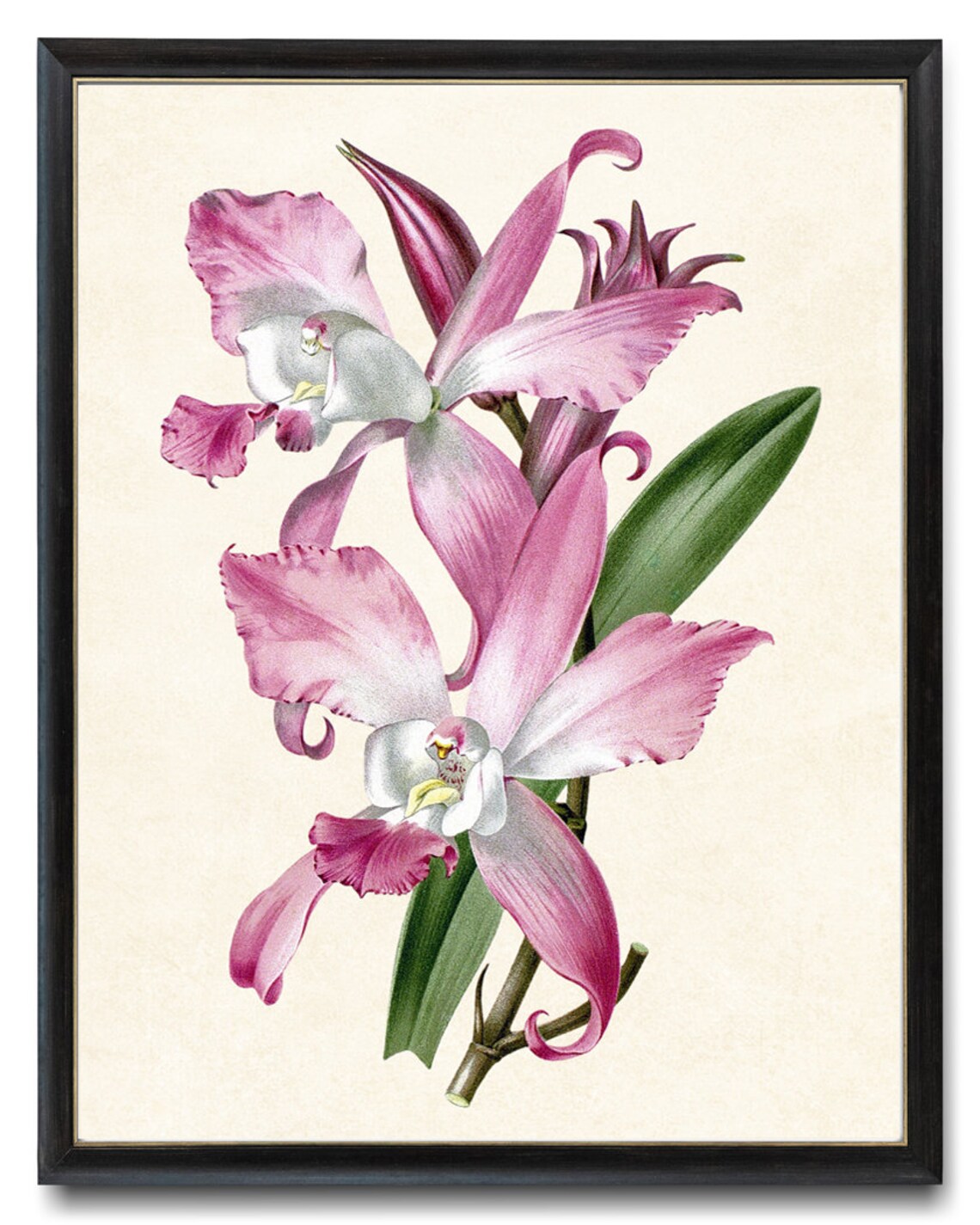 Pink Orchid Blossoms Vintage Botanical Illustration Art Poster