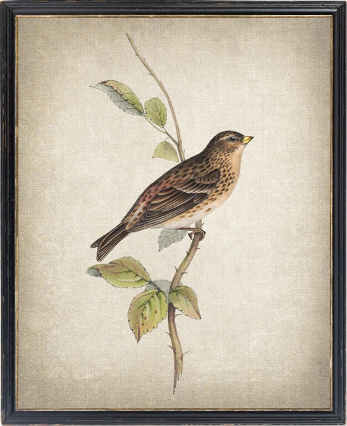 Mountain Linnet Vintage Illustration Art Print
