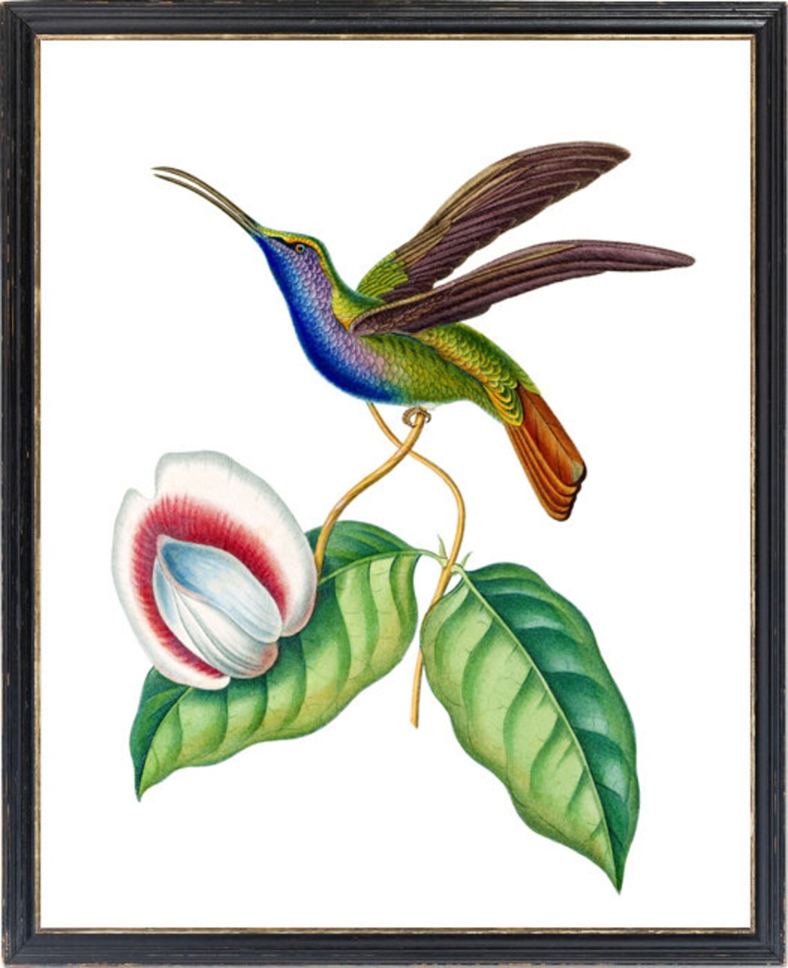 Sickle Wing Hummingbird In Flight Vintage Natural History Bird Poster - Image 3