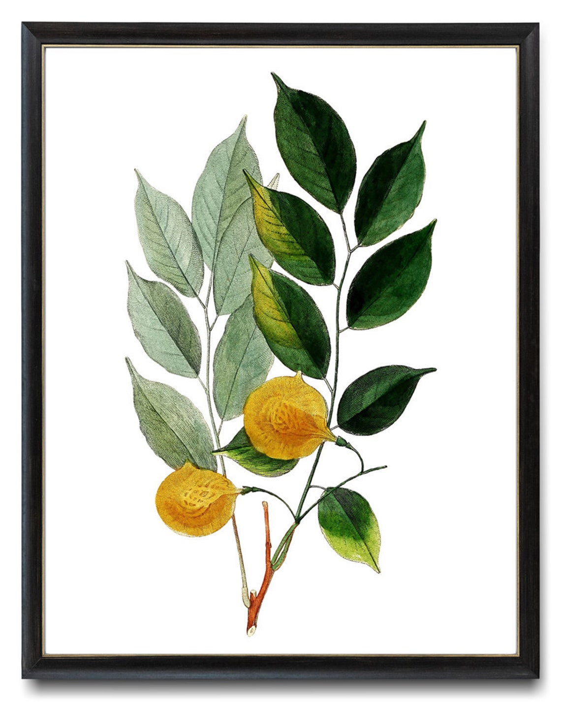 Leafy Branch with Golden Yellow Fruit Vintage Botanical Art Poster - Image 3