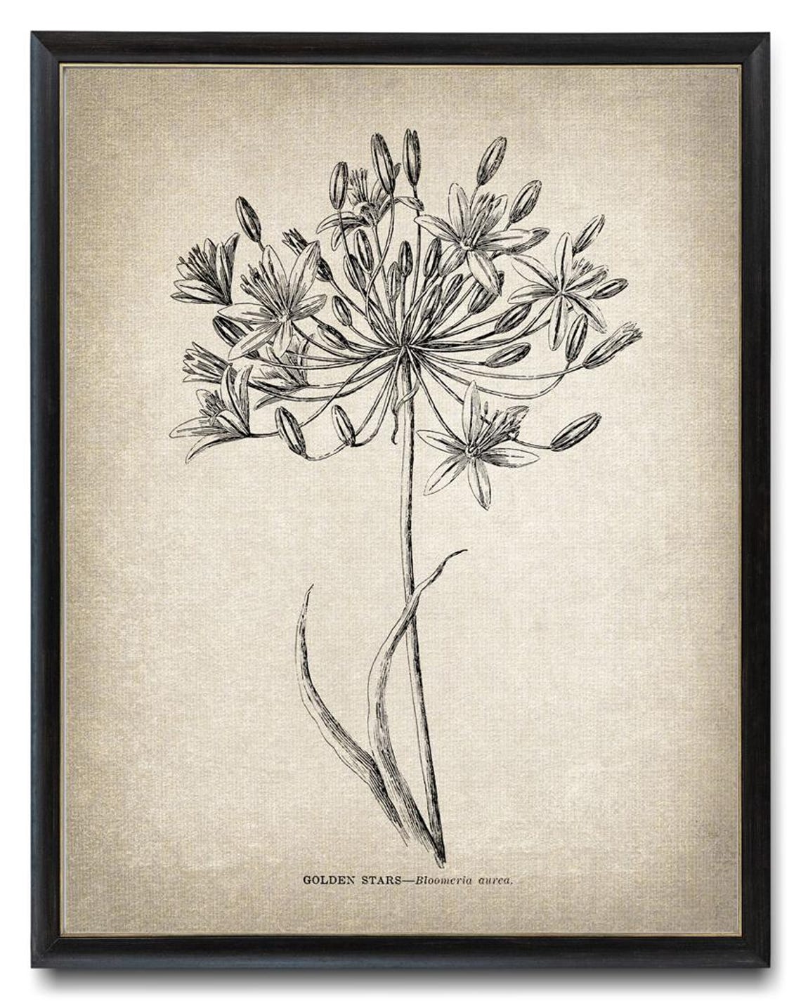 Golden Stars Bloomeria Aurea Vintage Botanical Line Drawing Poster - Image 3