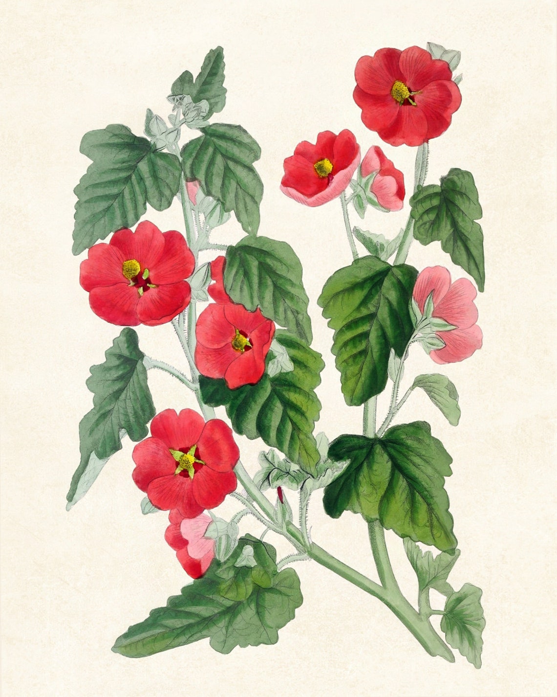 Vintage Red Hollyhock Blossom Botanical Illustration Art Poster - Image 3