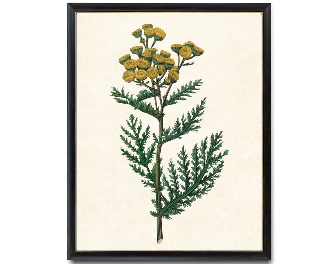 Flowering Tansy Yellow Button Blooms Vintage Botanical Poster