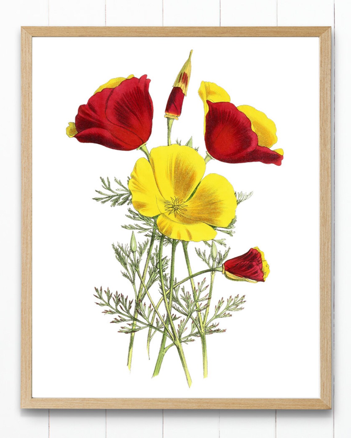 Mandarin California Poppies Vintage Flower Art Print - Image 4