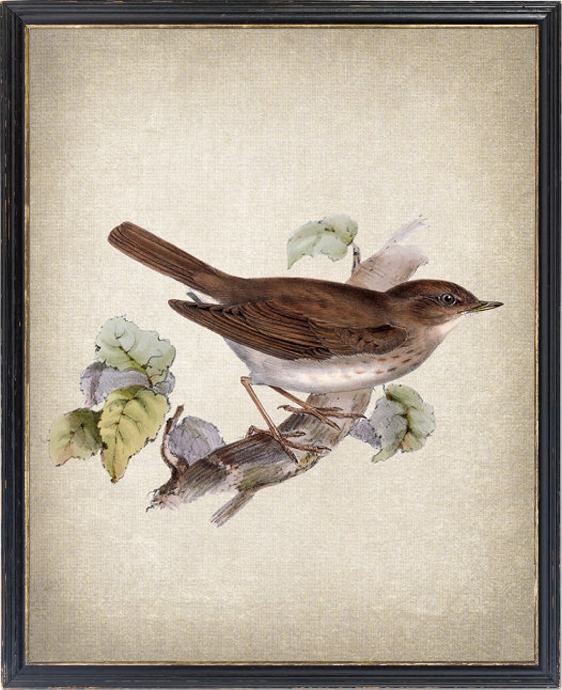 Vintage Brown Thrush Perched Branch Natural History Bird Poster