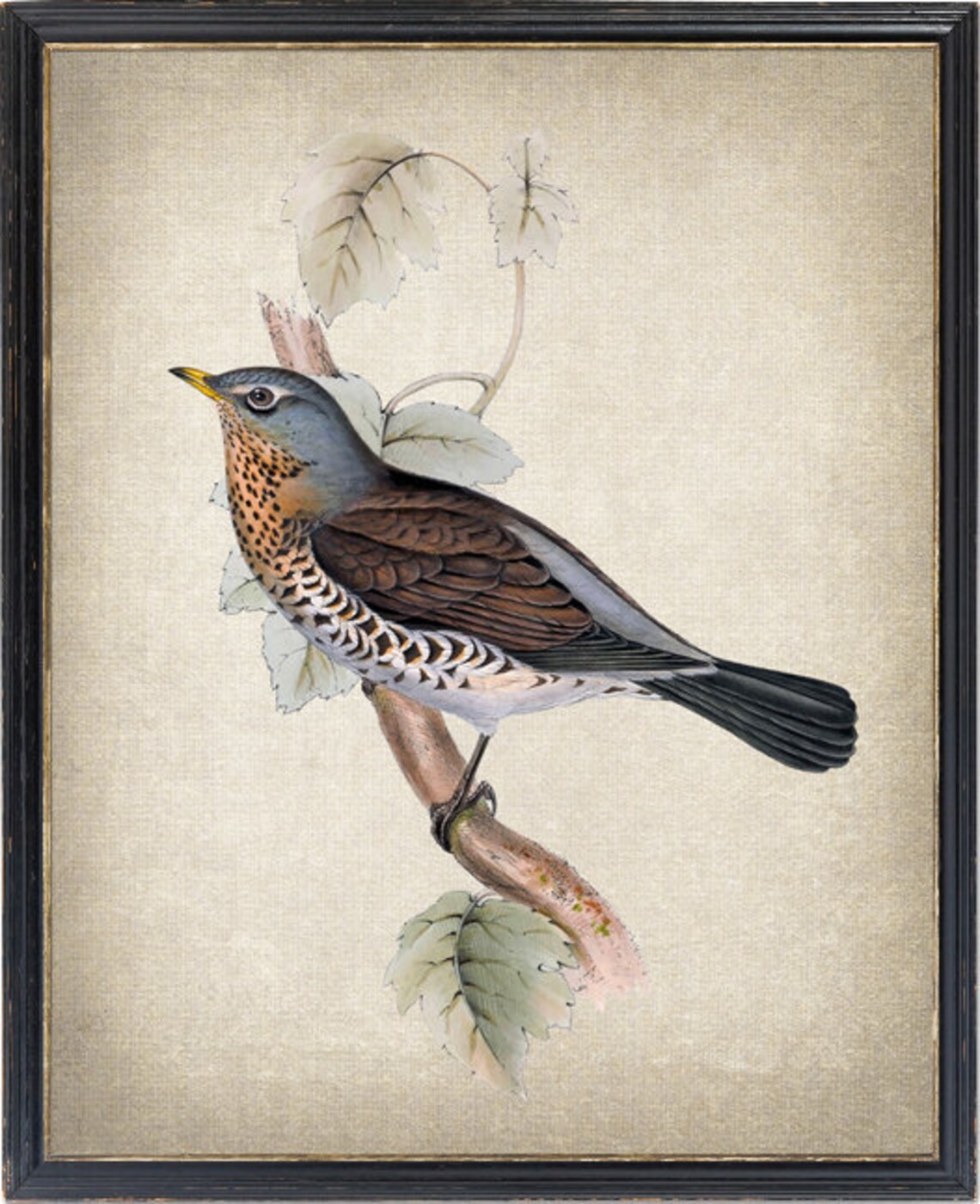 Fieldfare Thrush Antique Illustration Vintage Art Print