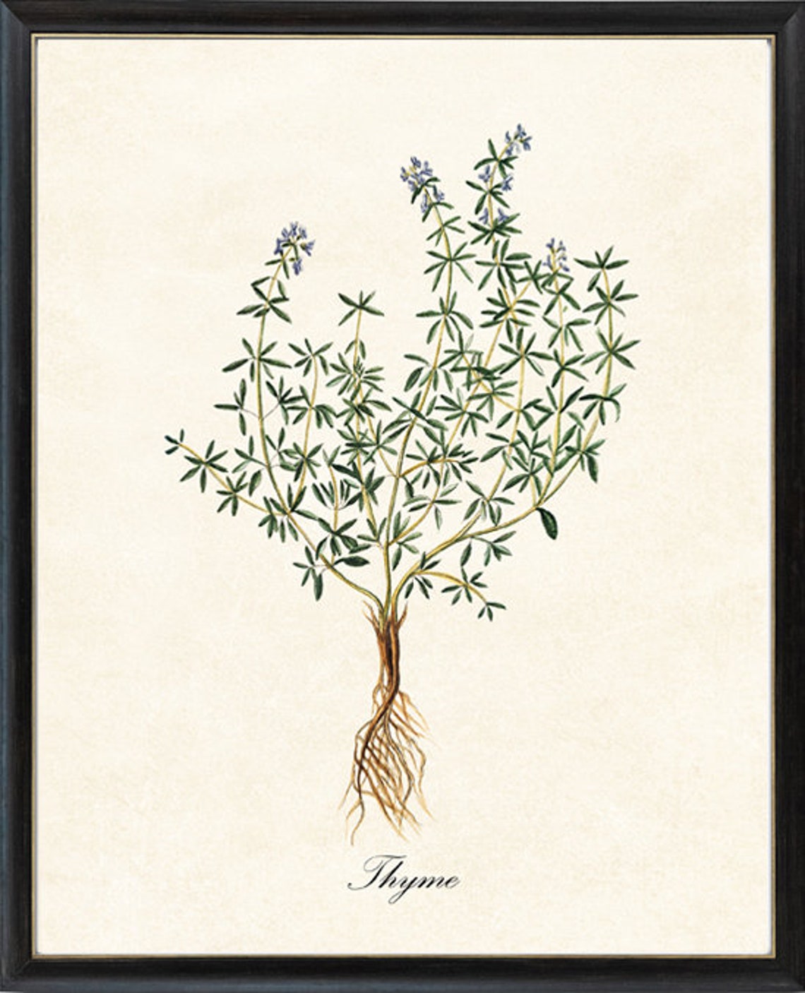 Thyme Herb Antique Botanical Kitchen Garden Illustration Poster