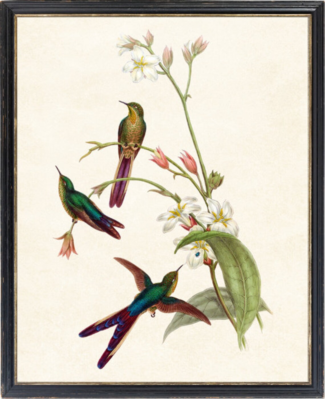 Vintage Hummingbird Trio White Blossom Bird Botanical Art Poster - Image 4