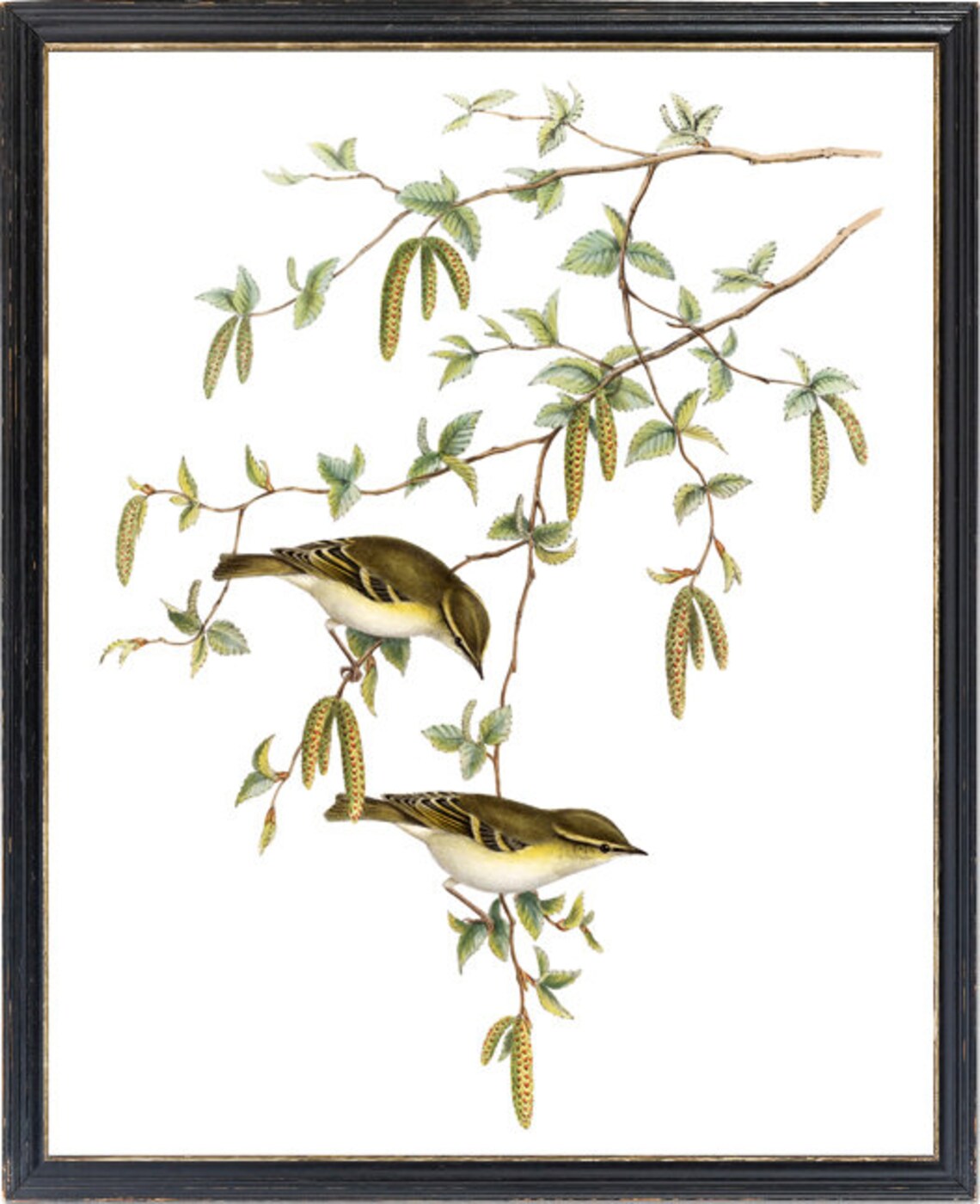 Yellow Browed Warbler Vintage Illustration Pair Songbirds Poster - Image 3
