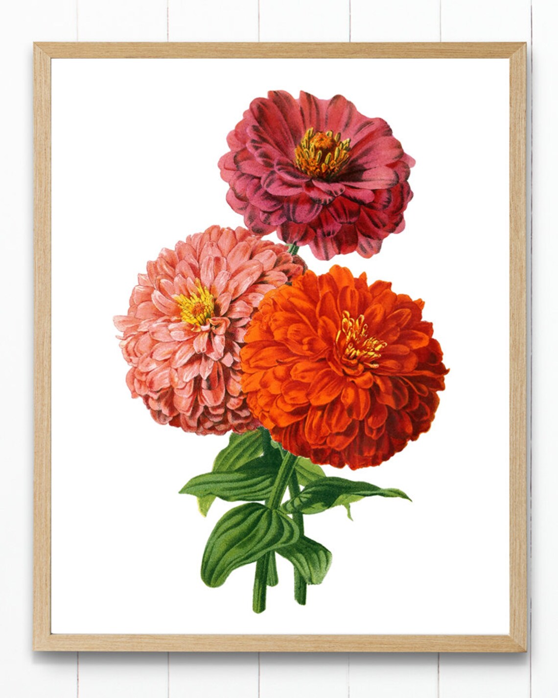 Pink and Red Zinnias Vintage Floral Art Print - Image 4
