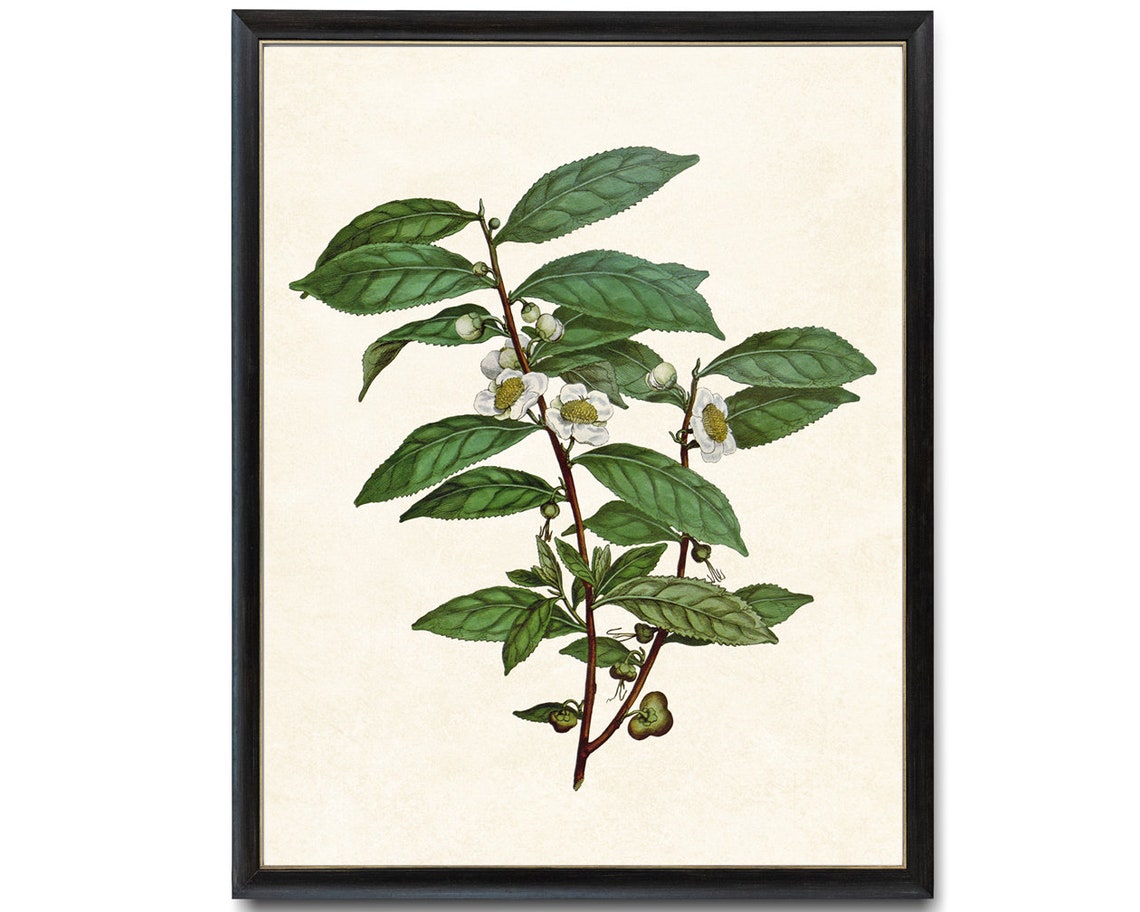 Vintage Camellia Sinensis Tea Plant Botanical Illustration Poster - Image 4