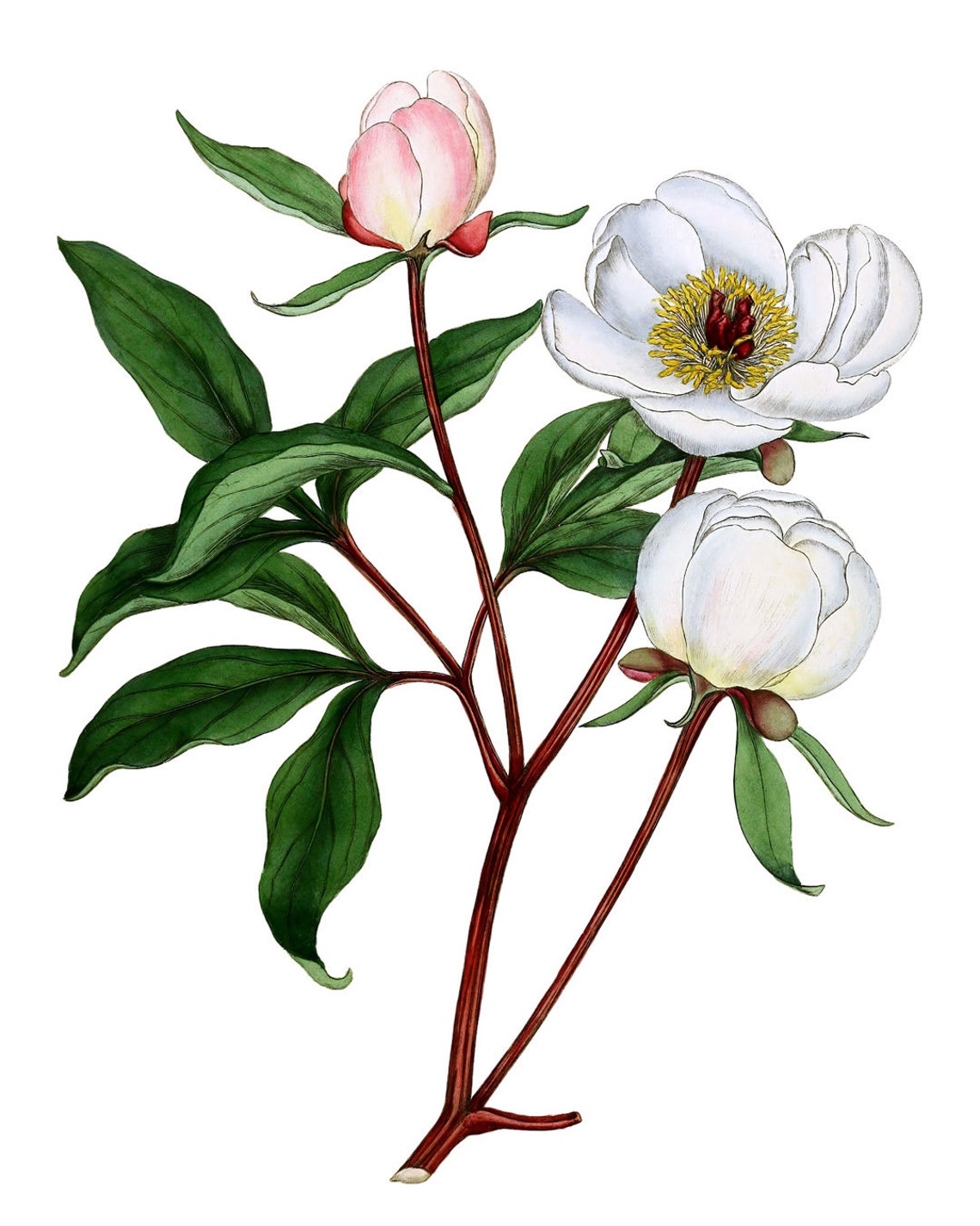 Vintage White Peony Botanical Illustration Flower Wall Poster - Image 2