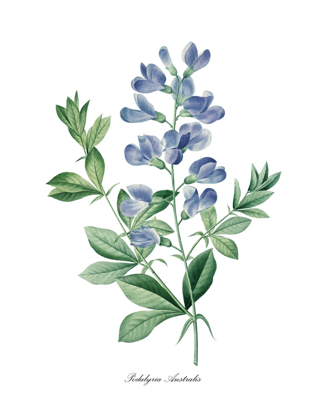Blue Wild Indigo Flowers, Vintage Botanical Art Print - Image 3