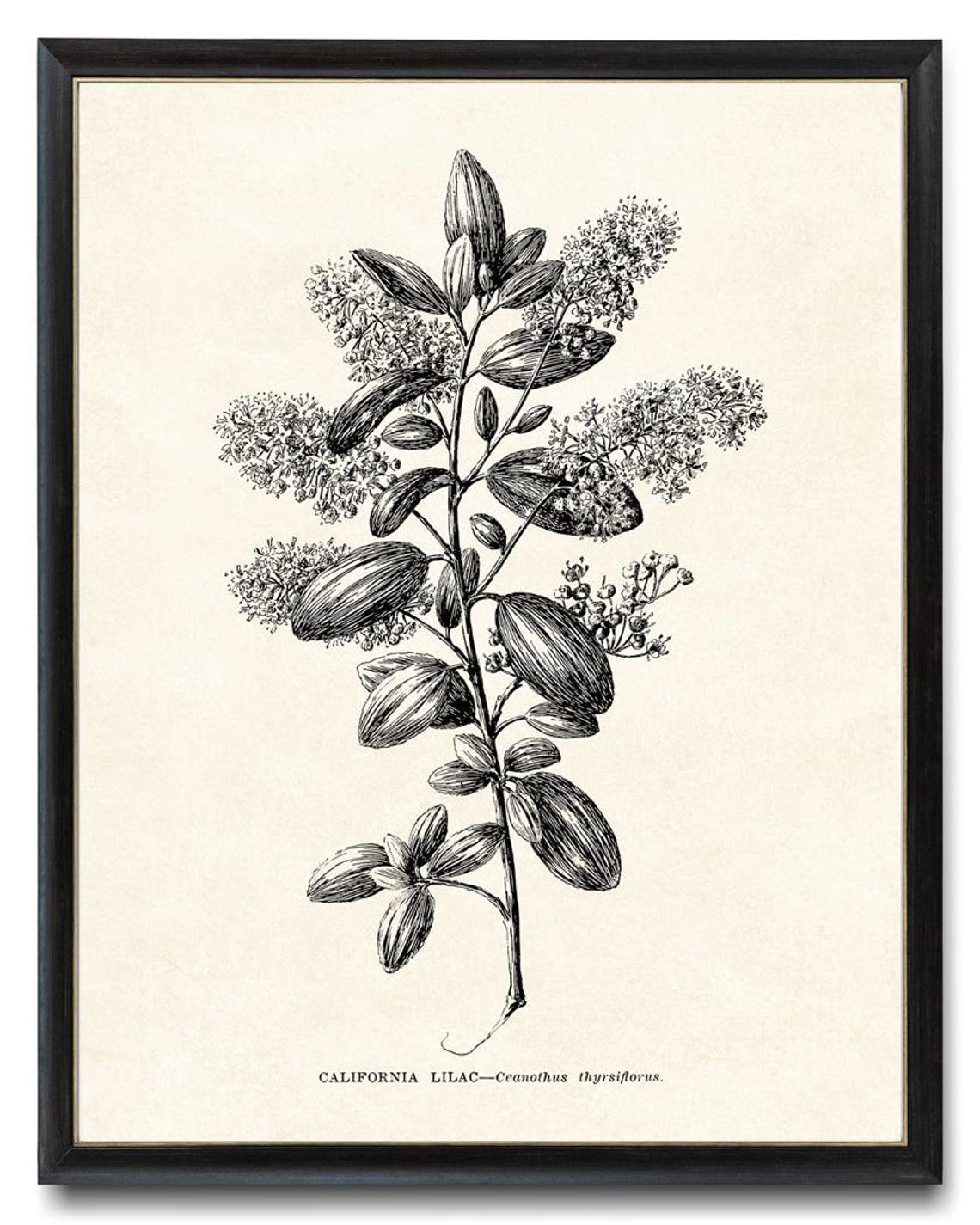 California Lilac Ceanothus Thyrsiflorus Botanical Line Art Poster