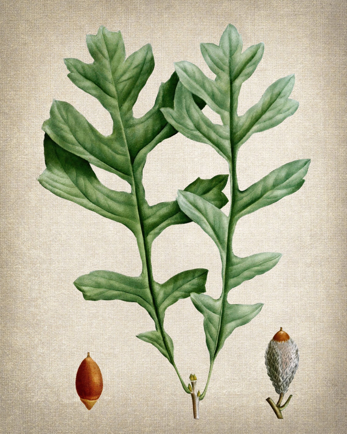 Mossy Cup Oak Acorn Study Vintage Botanical Illustration Print - Image 2