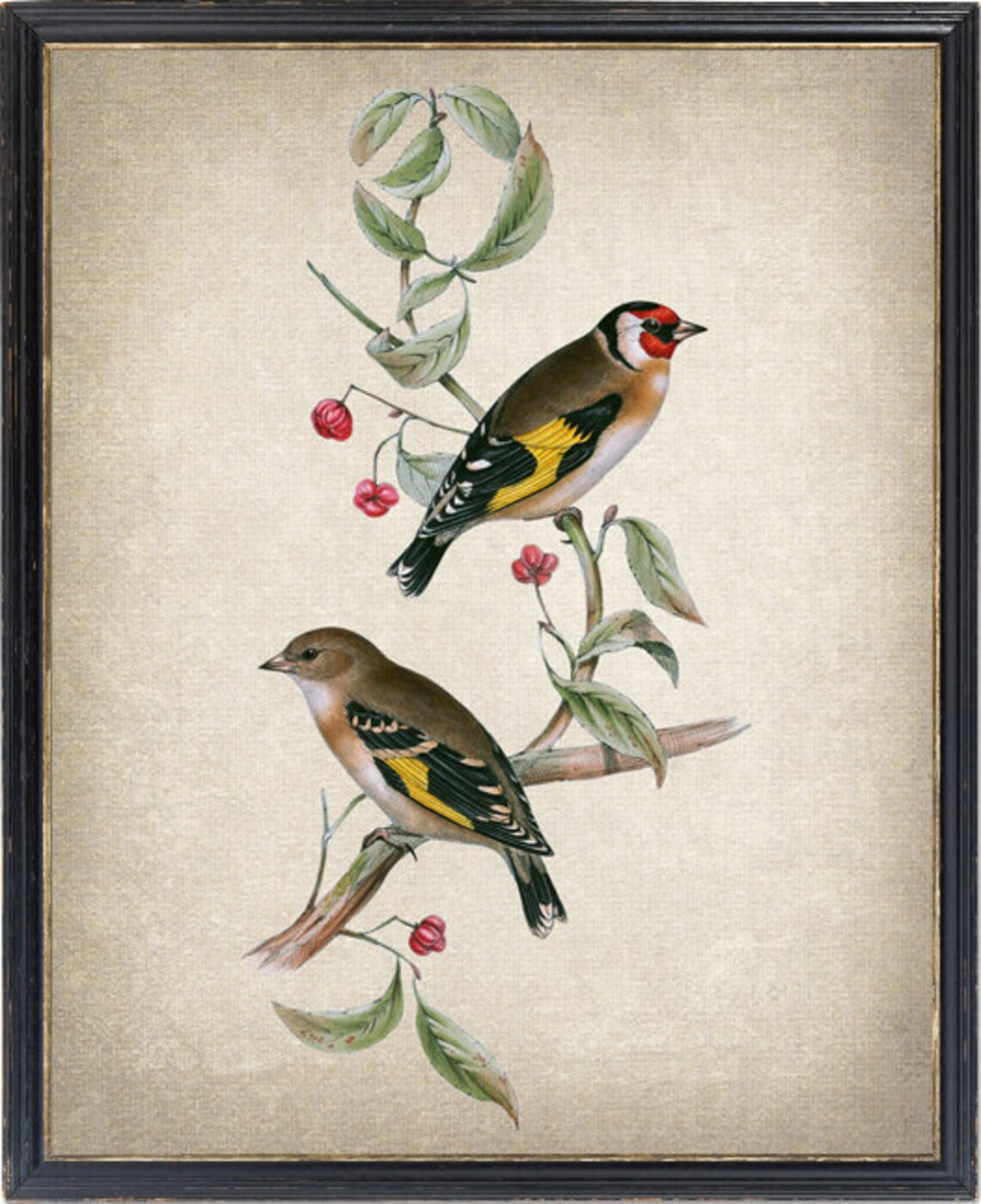 European Goldfinch Vintage Bird Botanical Art Print