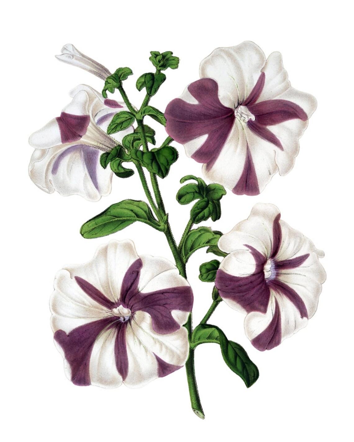 Purple Striped Petunia Blossom Vintage Floral Botanical Art Poster - Image 2