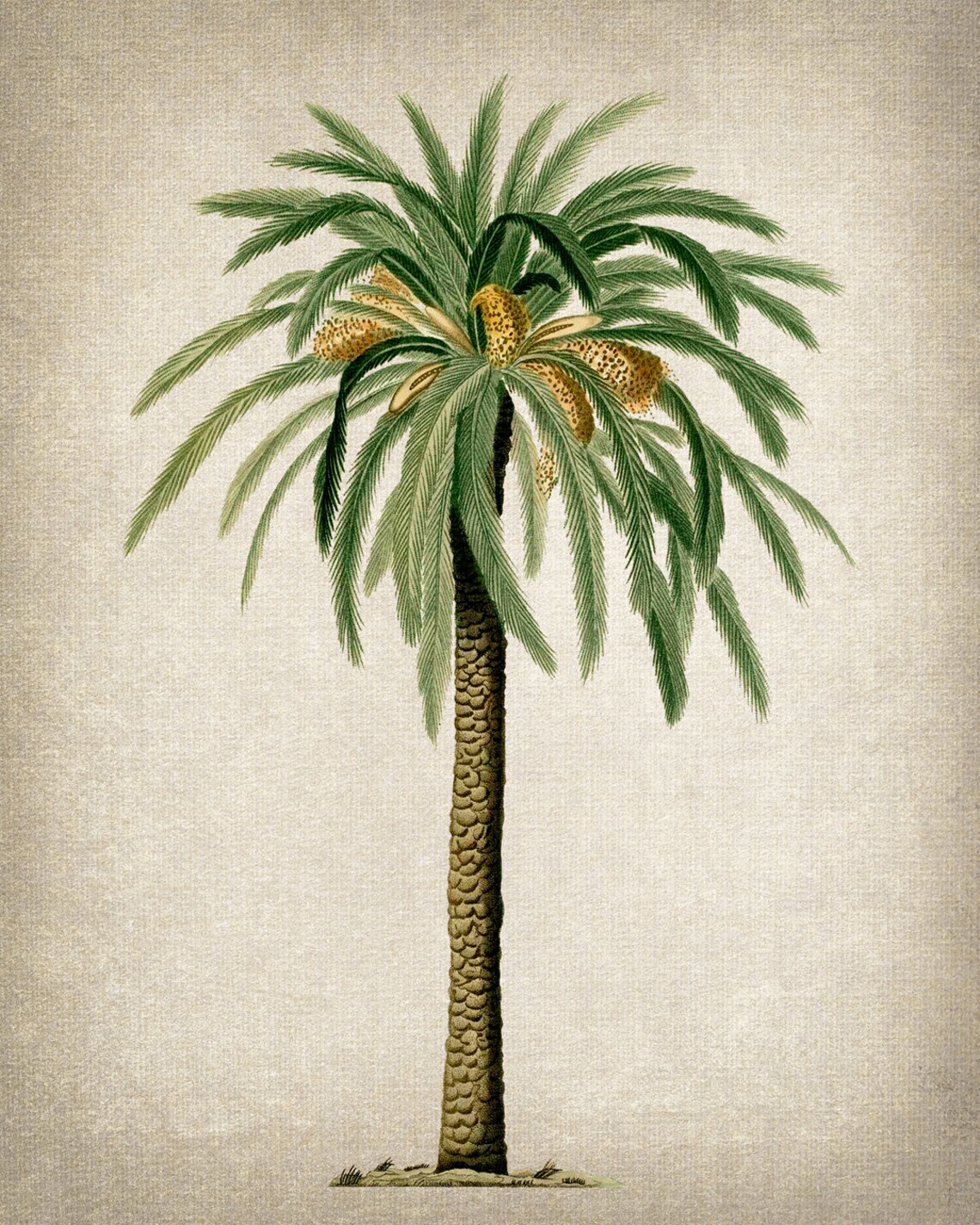 Date Palm Vintage Illustration Art Print, Botanical - Image 2