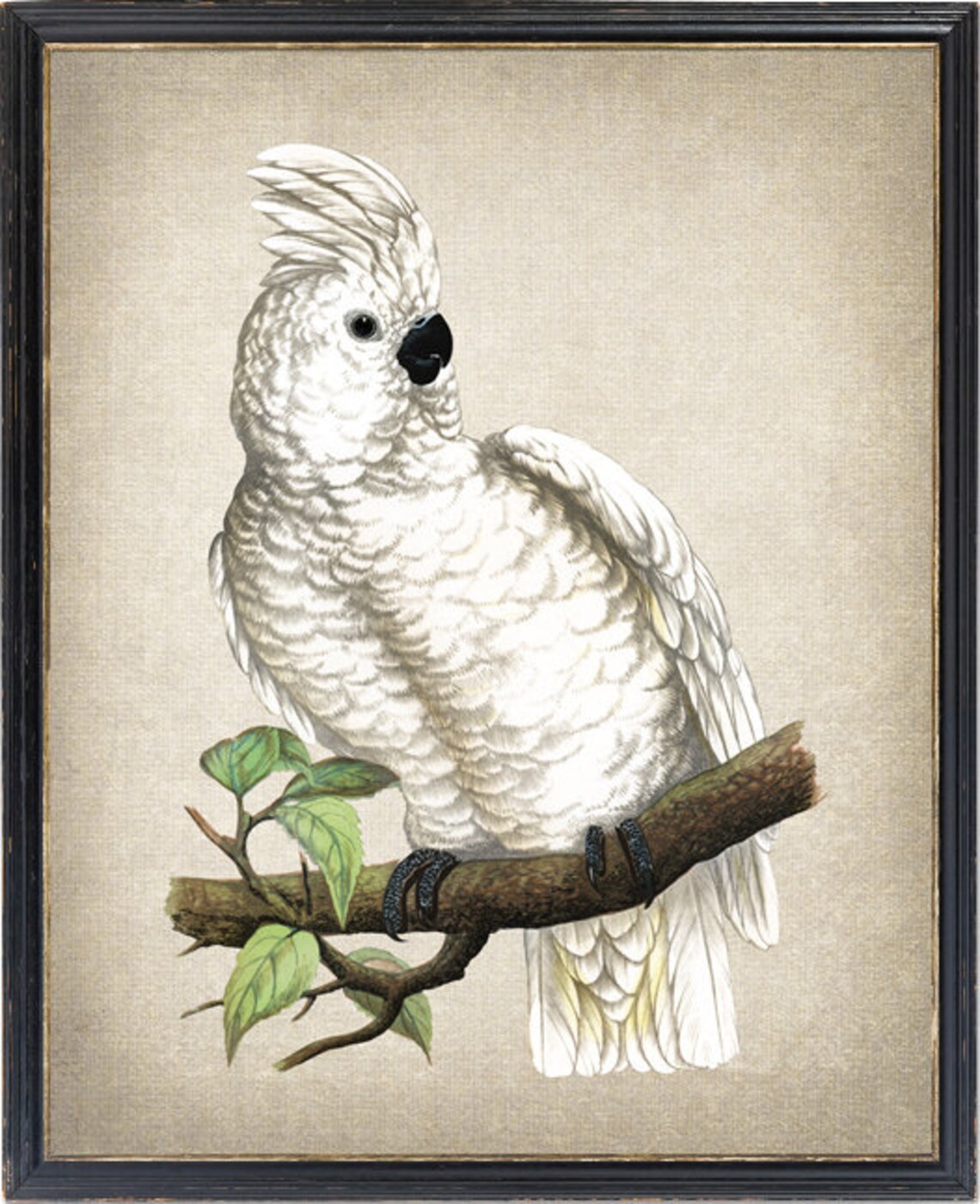 White Cockatoo Perched on Branch Vintage Bird Illustration Poster