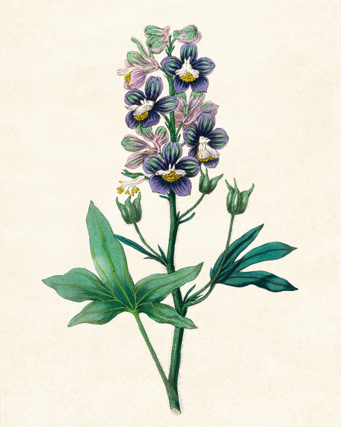 Delphinium Botanical Art Print Vintage Blue Flower Wall Decor - Image 2