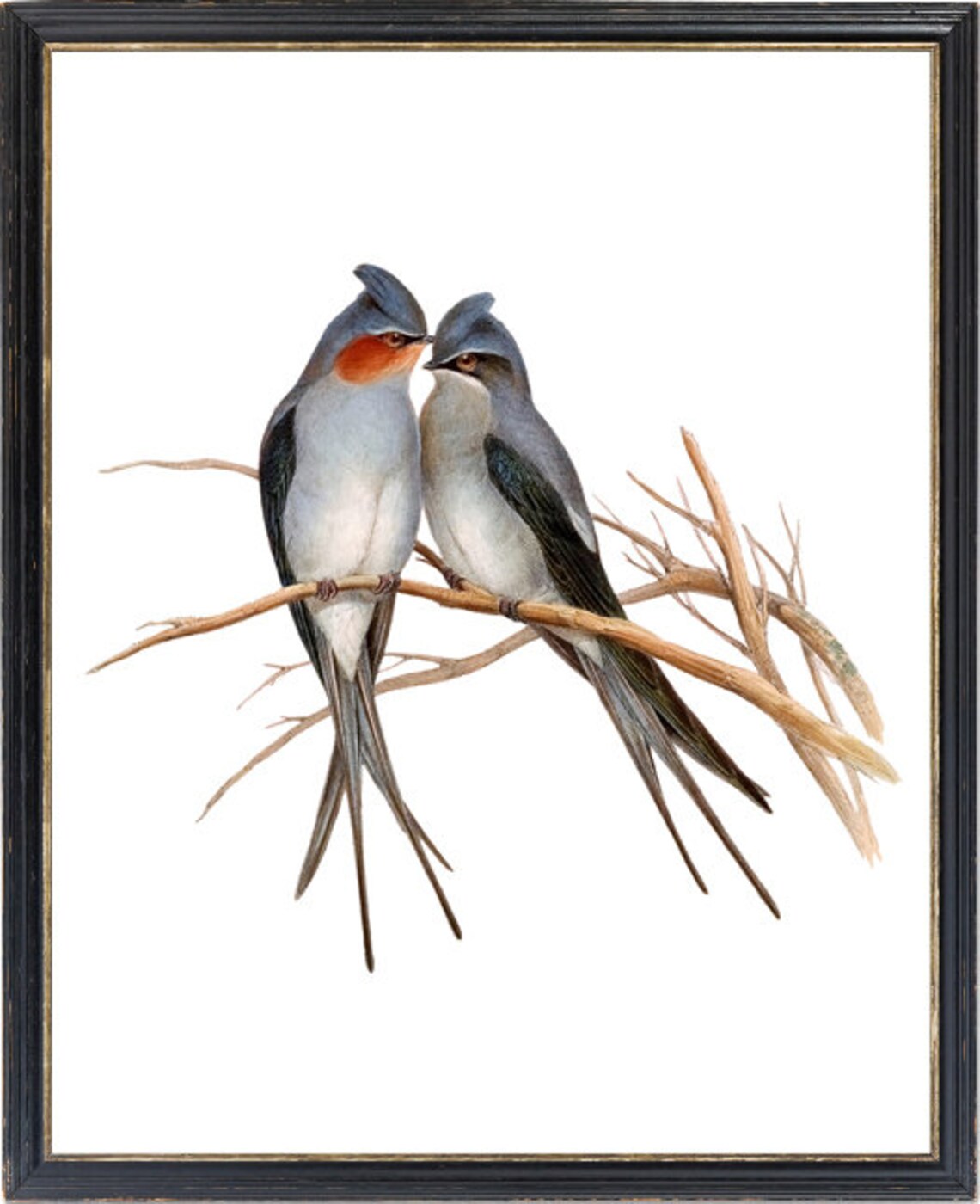 Crested Tree Swift Birds Vintage Illustration Art Print - Image 3