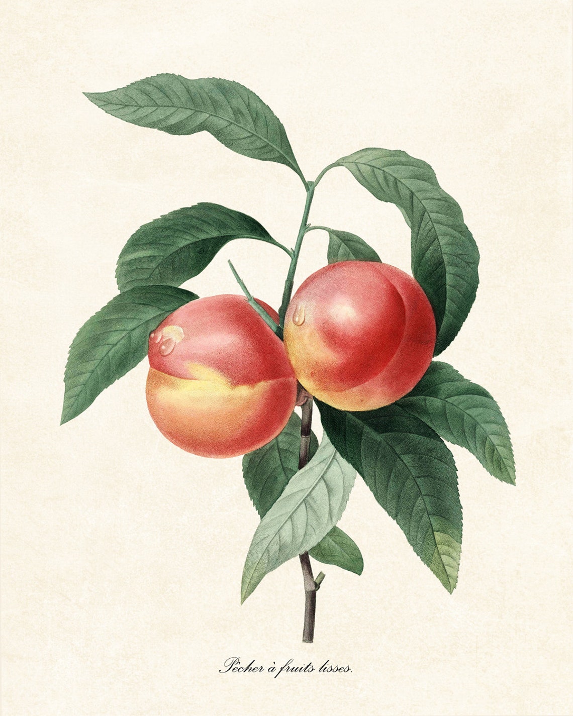 Peach Botanical Pj Redoute Art Pcher Antique Illustration Fruit Print Kitchen Wall - Image 2