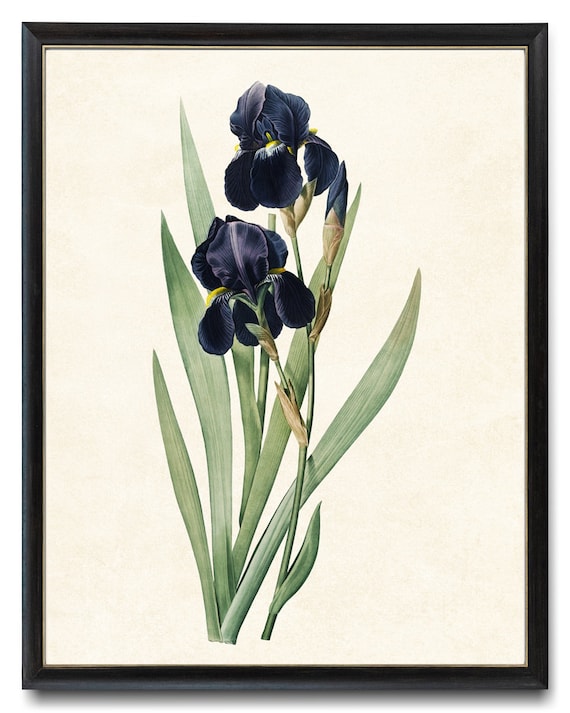 Dark Blue Iris Antique Flower Illustration, Minimal Art Print