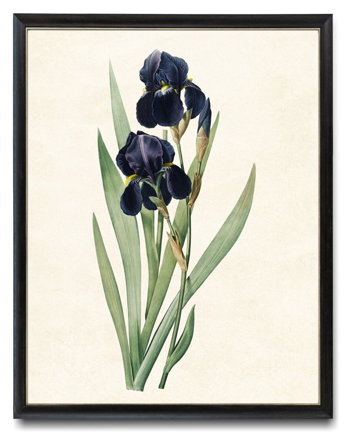 Dark Blue Iris Antique Flower Illustration, Art Print