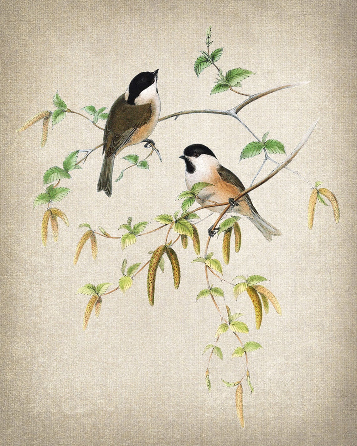 Marsh Tit Songbird Pair Vintage Natural History Bird Branch Poster - Image 2
