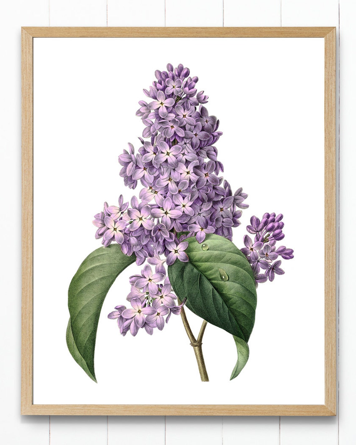 Purple Lilac Blossoms Antique Floral Botanical Illustration Print - Image 4