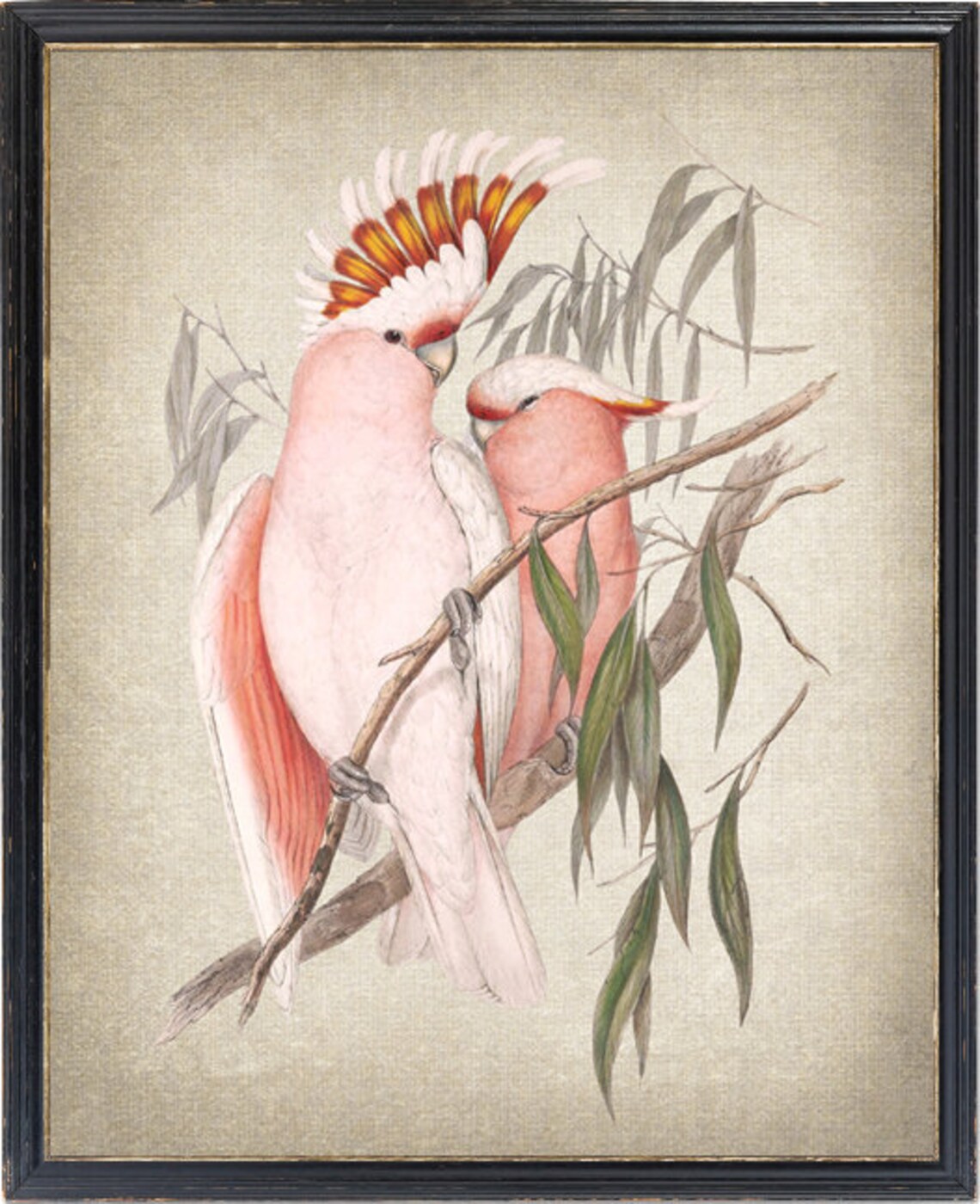 Pink Cockatoo Birds Vintage Illustration Art Print
