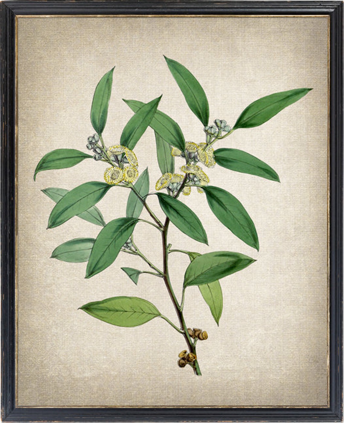 Eucalyptus Branch Yellow Blossoms Vintage Botanical Art Print