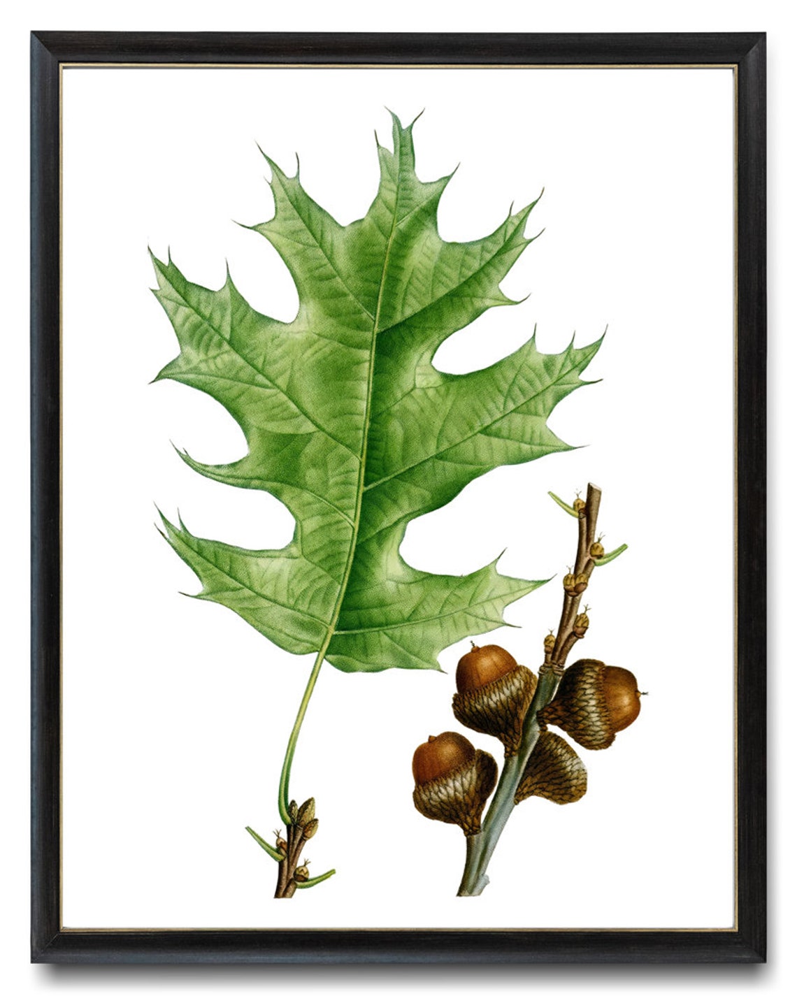 Black Oak Leaf Acorns Vintage Botanical Illustration Art Print - Image 3