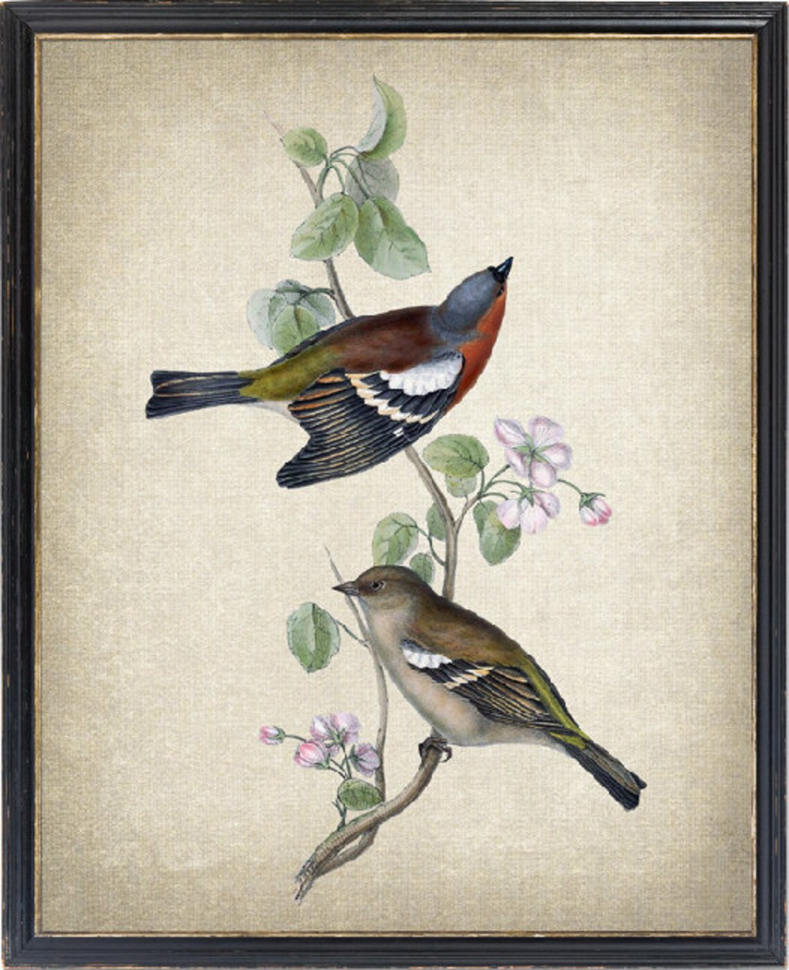 Pair of Chaffinch Songbirds on Flowering Branch Vintage Bird Poster