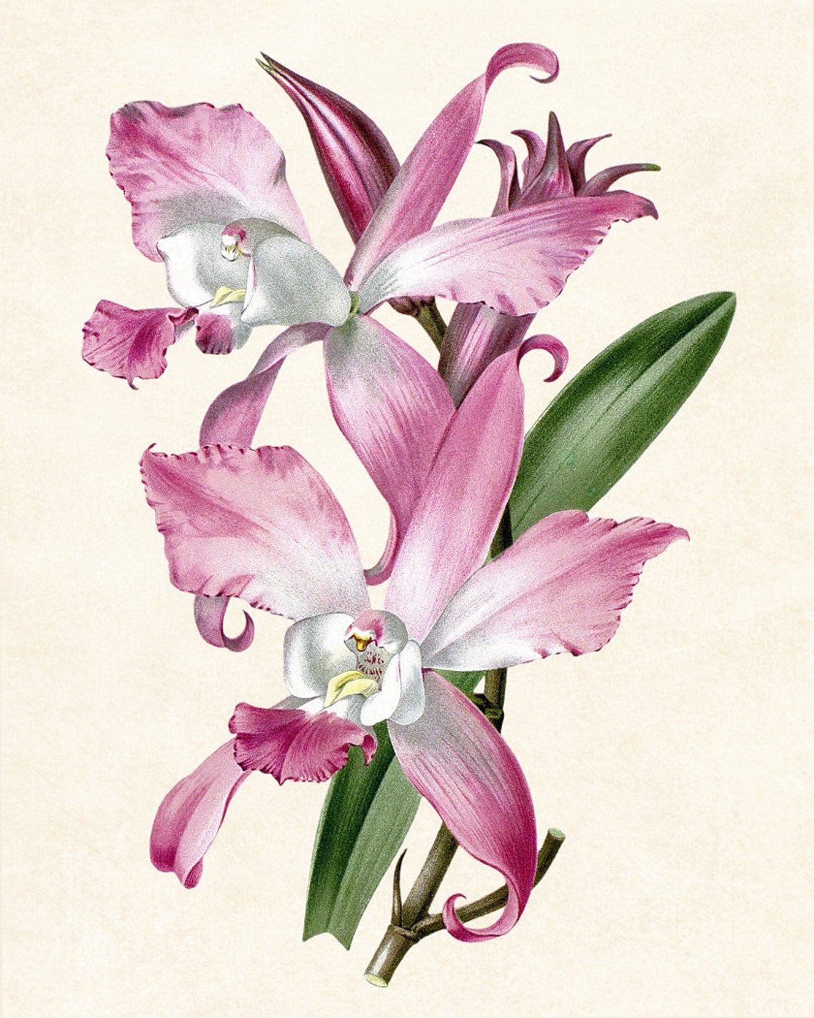 Pink Orchid Blossoms Vintage Botanical Illustration Art Poster - Image 4