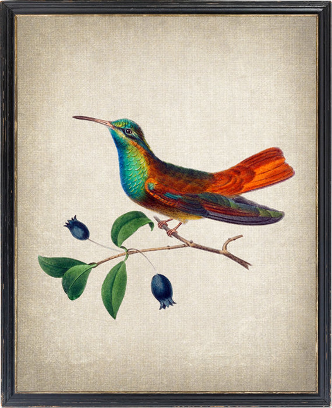Vintage Hummingbird Illustration Rustic Antique Style Bird Art Poster