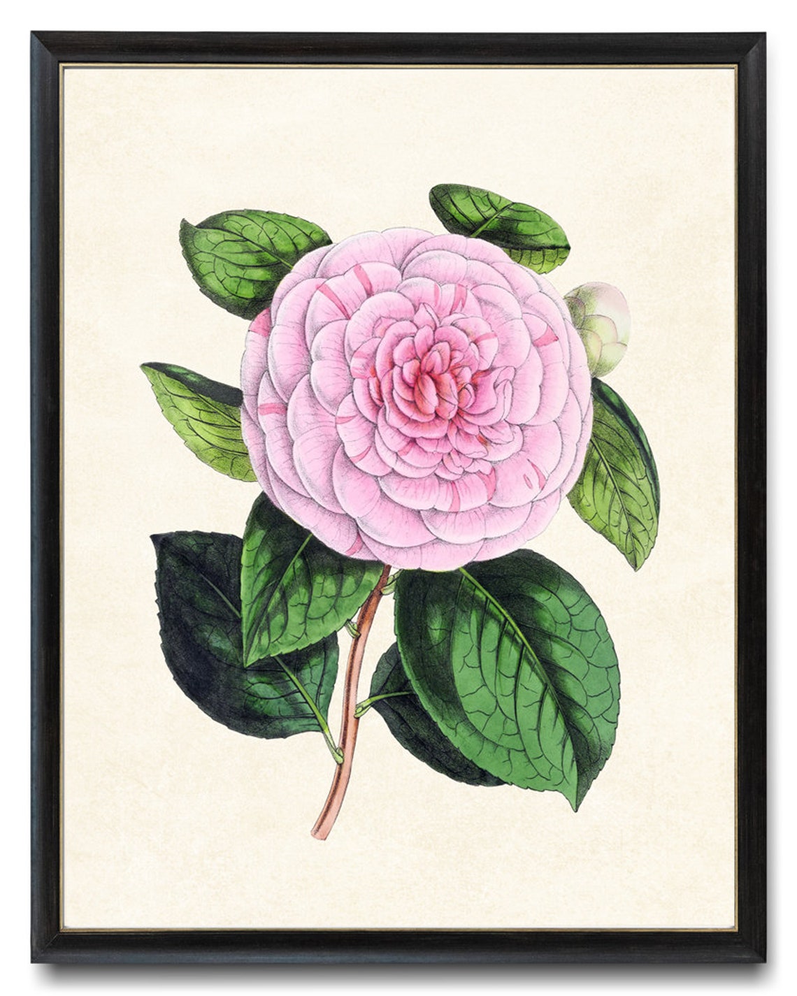 Pink Camellia Blossom with Green Leaves Vintage Botanical Study Poster