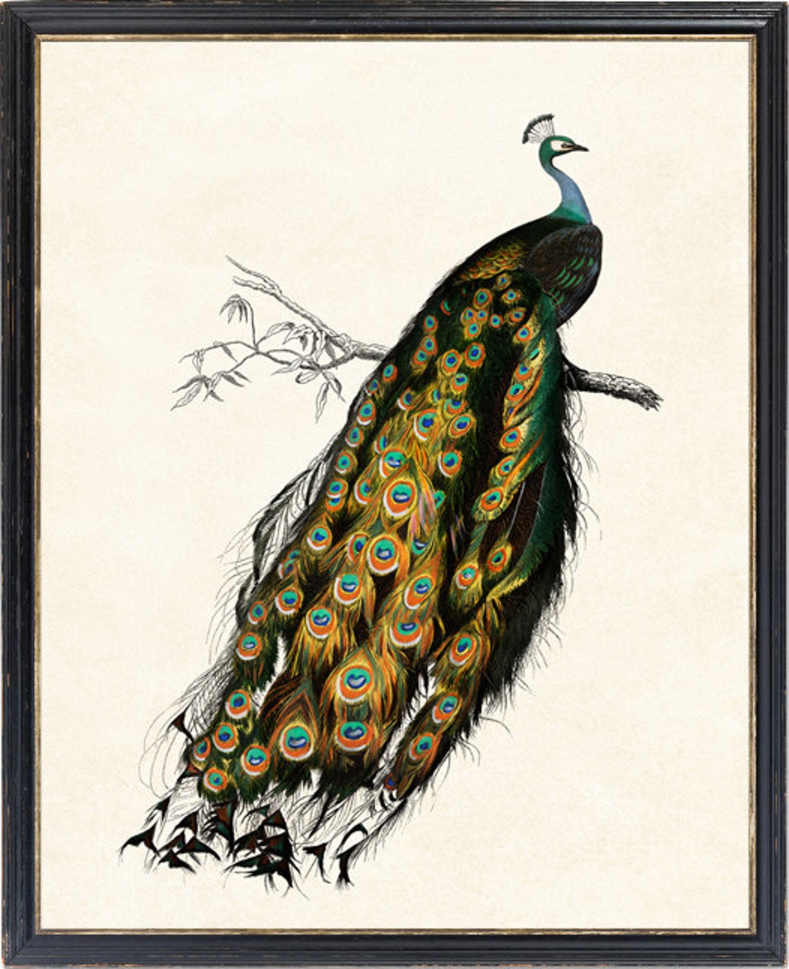 Indian Peafowl Vintage Bird Illustration Exotic Nature Art Print - Image 3