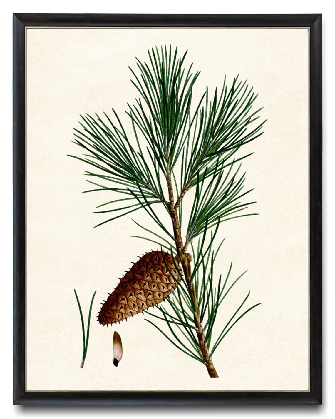 Jersey Pine Vintage Botanical Art Print - Image 4