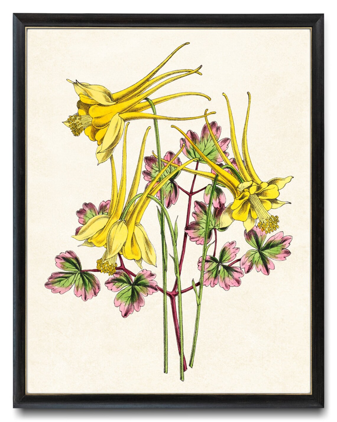 Yellow Columbine Flowers Vintage Botanical Art Print