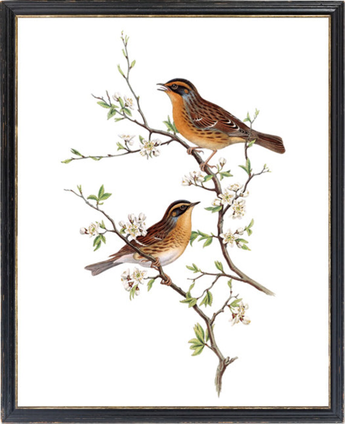 Mountain Accentor Birds Vintage Illustration Poster - Image 3