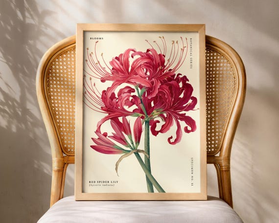 Red Spider Lily Wall Art Print Botanical Flower Poster Lycoris Radiata Floral Artwork Vintage Decor For Living Room
