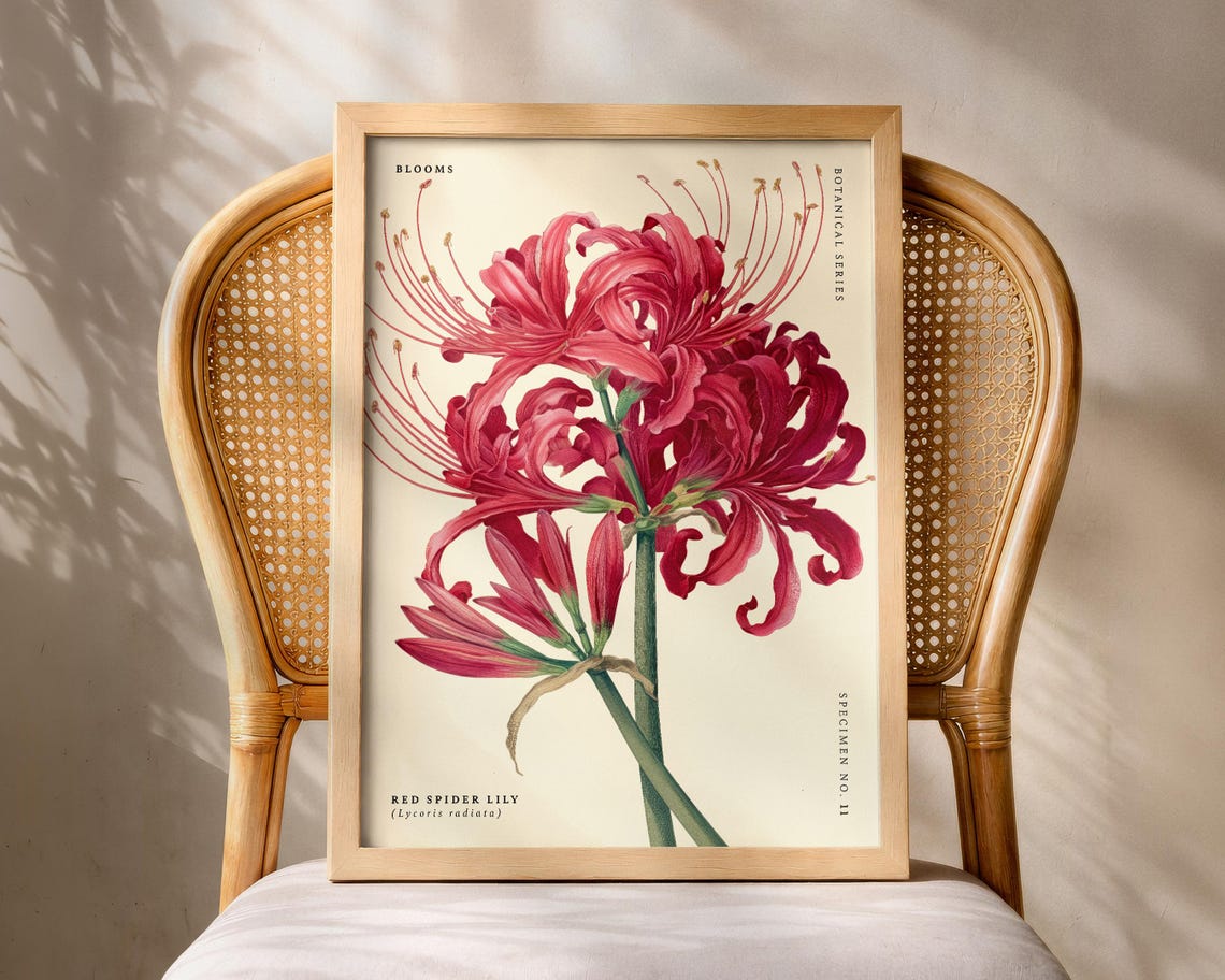 Red Spider Lily Vintage Botanical Floral Specimen No 11 Poster