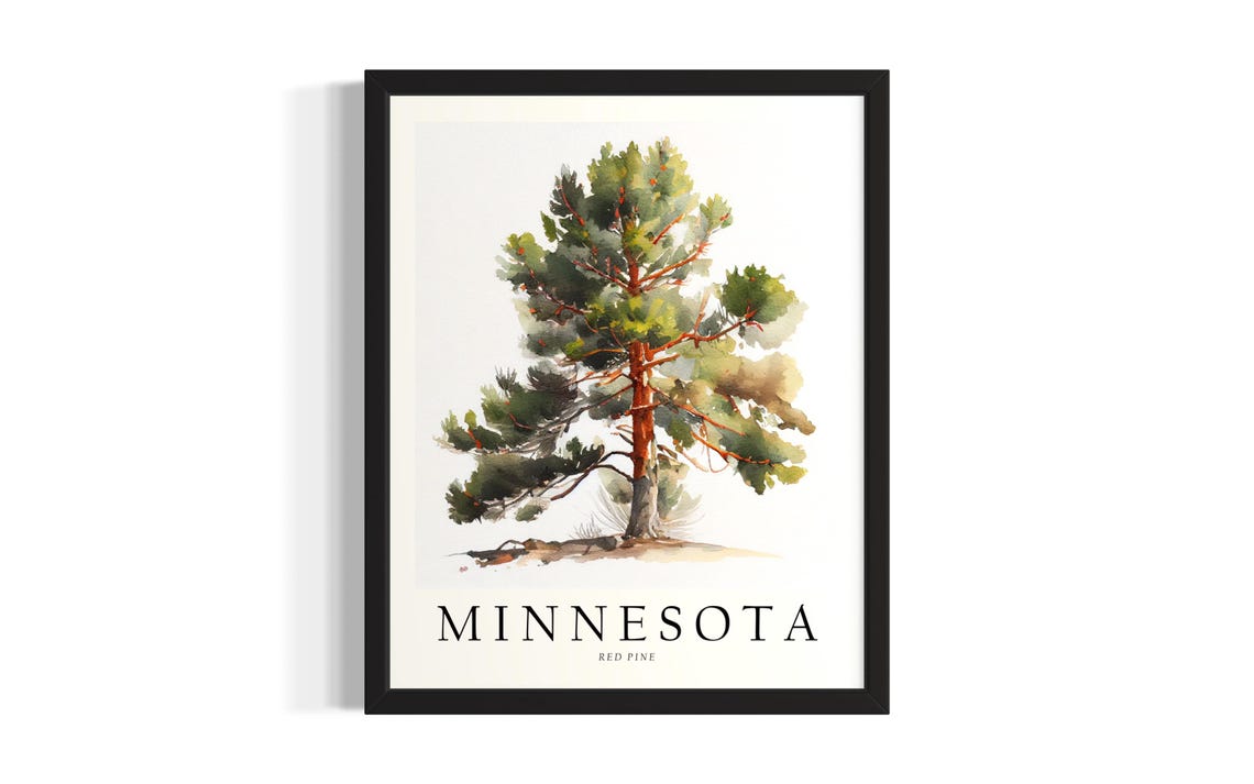 Minnesota Red Pine Tree Botanical Watercolor State Tree Poster