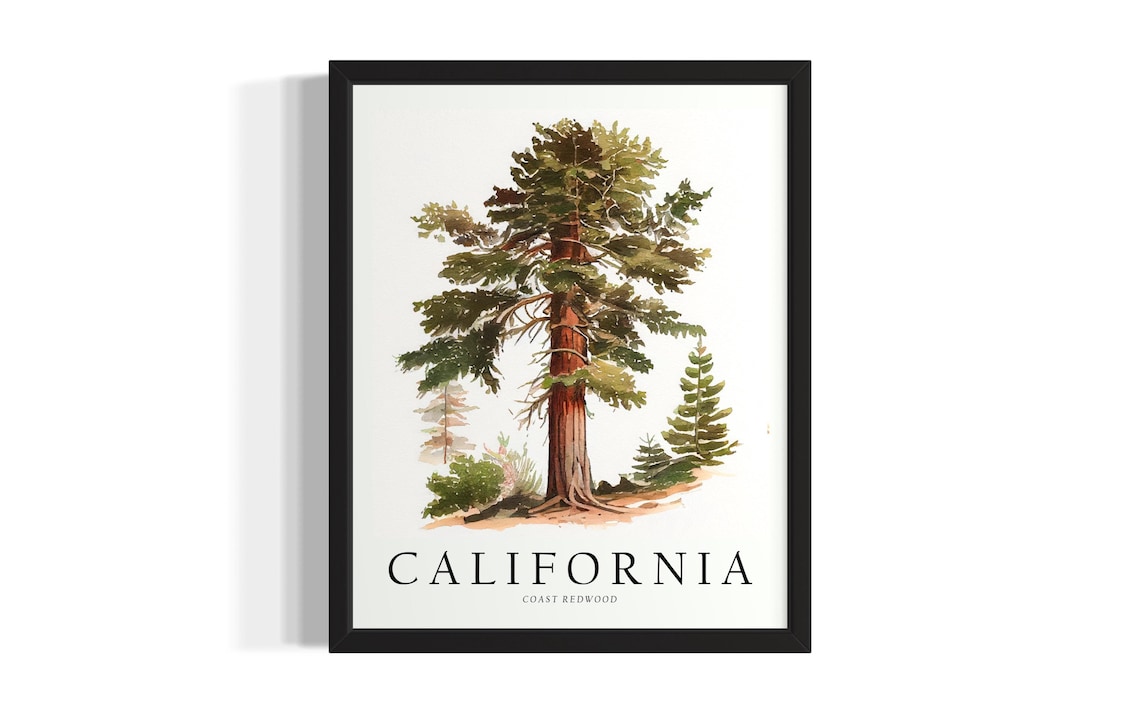 California Coast Redwood Tree Watercolor Minimalist Botanical Poster