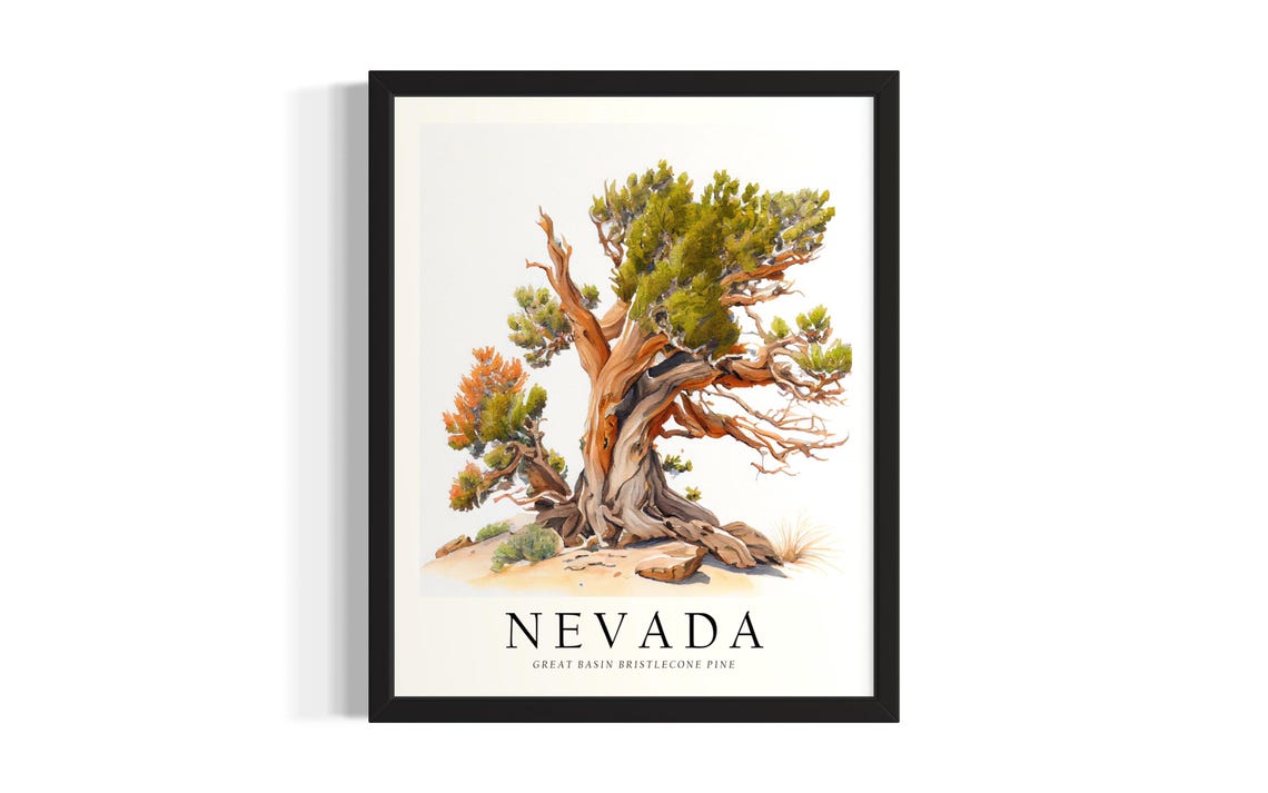 Nevada Great Basin Bristlecone Pine Botanical Tree Illustration Poster