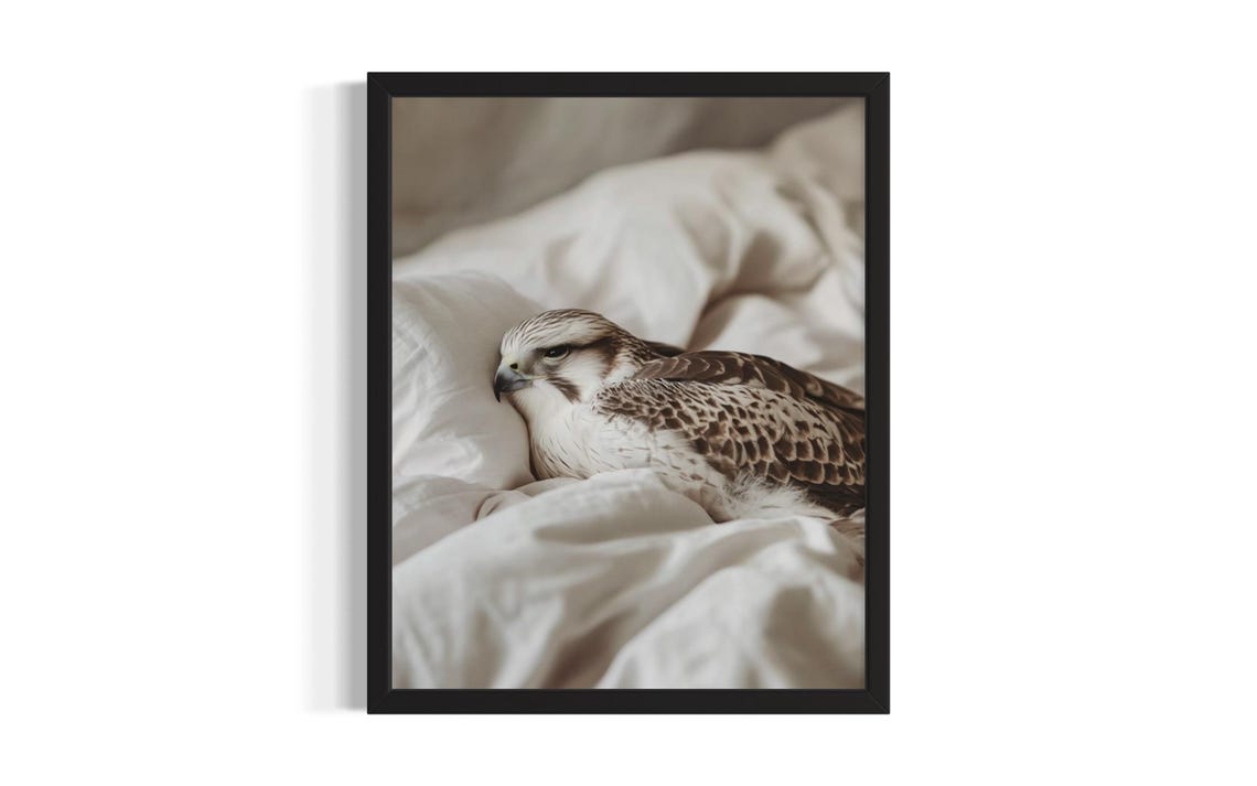 Sleeping Falcon Curled Up on White Duvet Peaceful Vintage Poster