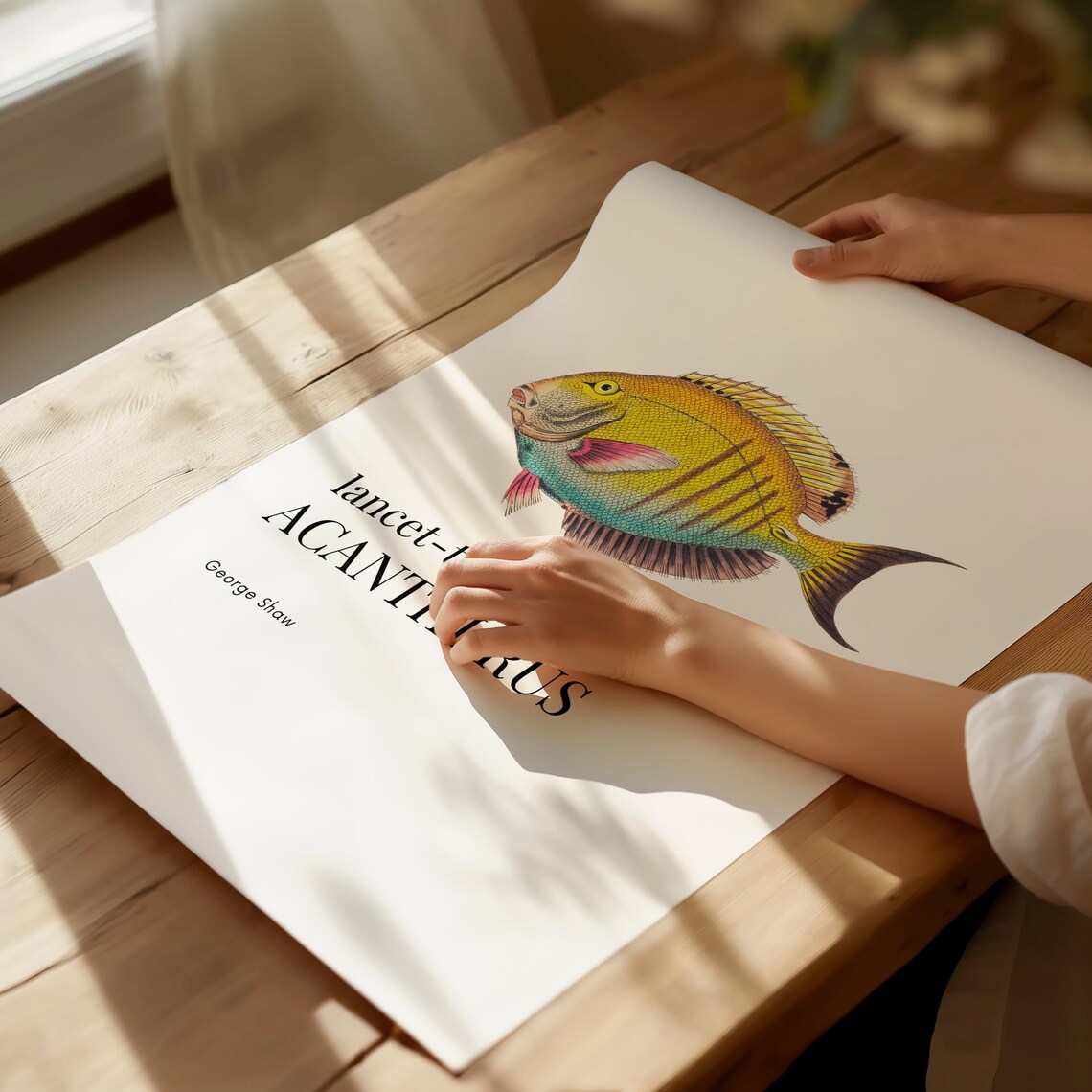 Lancet-Tailed Acanthurus Fish George Shaw Vintage Marine Life Print - Image 2